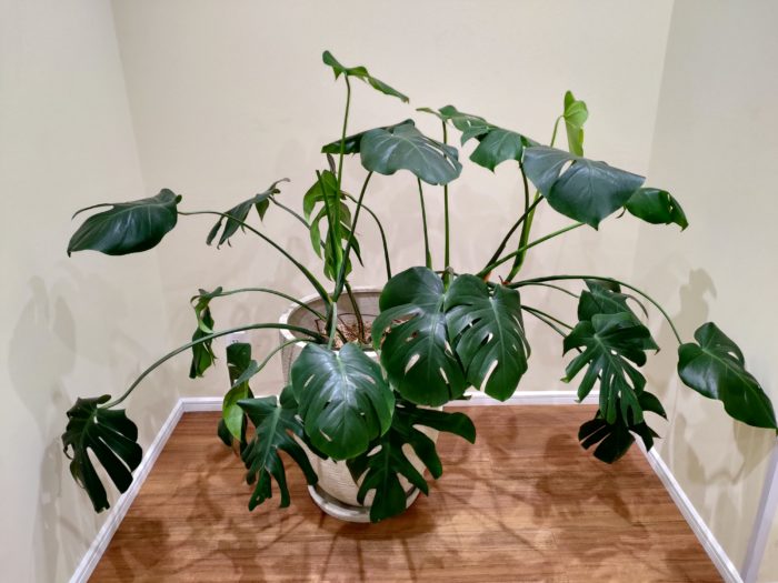観葉植物